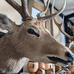 エゾ鹿の剥製の画像