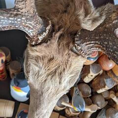 エゾ鹿の剥製の画像