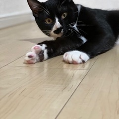 黒猫11ヶ月兄弟