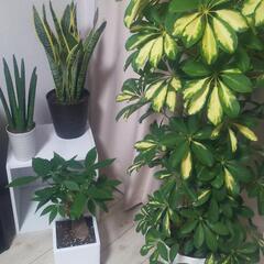 観葉植物トモダチщ(゜▽゜щ)