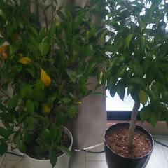 観葉植物トモダチ(*・∀・*)ノ