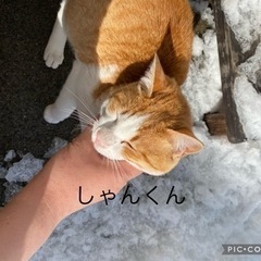 ベタベタ甘えん坊くんです