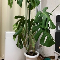 モンステラ　観葉植物