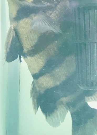 【SOLDOUT】【体型良好】人工餌爆食☆ダトニオプラスワン☆腹巻バンド☆黒墨バンド☆20㎝±【スマトラ産】