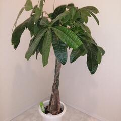 取引中　観葉植物　パキラ