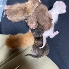 2月17日生まれ【里親様決定】 - 猫