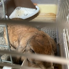 ミミちゃん
