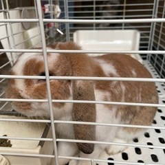 ナナ君