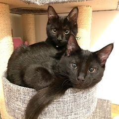 仲良し黒猫兄弟