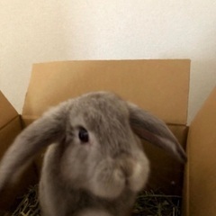 ロップイヤー　うさぎ
