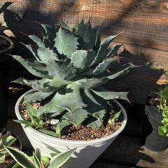 アガベ   まだ残りありますの画像