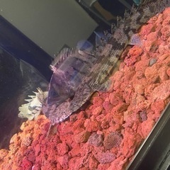 最終値下げです❗️ポリプテルス　エンドリケリー（熱帯魚、大型魚）