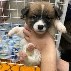 モフモフ君