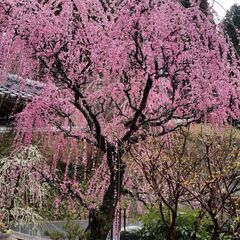 春を迎えに…～月ケ瀬梅林～