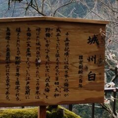 春を迎えに…～月ケ瀬梅林～ - 生駒市