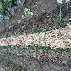 🌾稲藁✂無農薬　家庭菜園　野菜作り　稲わら　オーガニック　天日干し　しめ縄　メダカ　お正月　クリスマスリース　キャンプ　焚き火　畑作り　土作り　　の画像