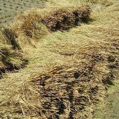 値下げ！カットわら　稲わら　無農薬　土の改善　家庭菜園　畑仕事　趣味　野菜作り　キャンプの画像