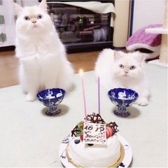 ヒマラヤンの猫夫婦  ペルシャ チンチラ スコティッシュ