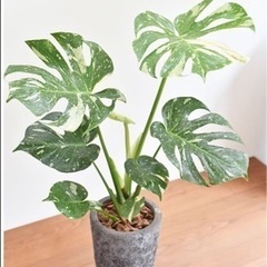 ☆斑入りモンステラを譲って下さい(＞人＜;)☆
