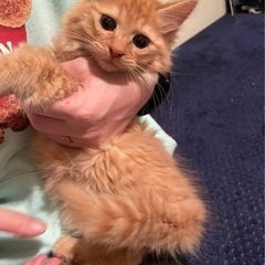長毛　オス　男の子　２か月