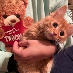 ２か月　長毛　男の子 - 猫