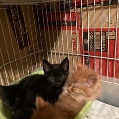 ２か月　黒猫　女の子
