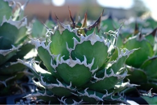 アガベ　チタノタ　　シーザー　【台湾輸入】