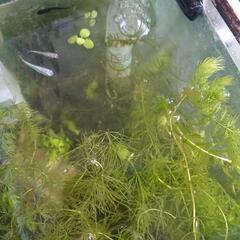 水草　タッパーに一杯分の画像