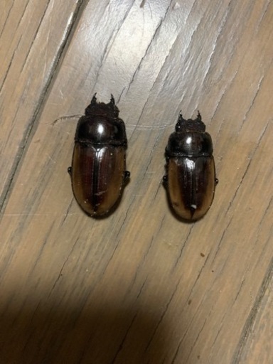 ハスタート　ナカゴメイ　クワガタ