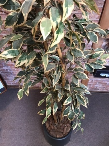 人工観葉植物 フィカス 180cm 大型 造花