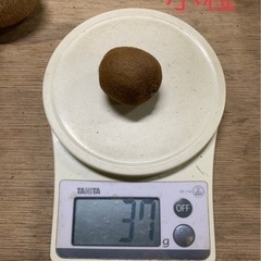 ☆キウイフルーツ小粒〜中玉　1パック【追熟要】②☆の画像