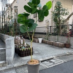 観葉植物（造花）