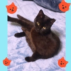 黒猫らぶ❤️皆さま おまたせしました ノアちゃん5ヶ月♀