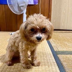 無事に新しいご家族が決まりました。沢山のお問合せありがとうござい...