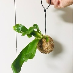 【No012】ビカクシダ コウモリラン ネザーランド 苔玉 観葉植物