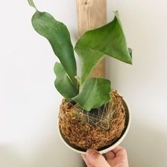 【No017】ビカクシダ コウモリラン ネザーランド 苔玉 観葉植物