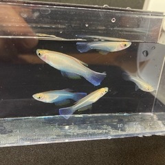 熱帯魚大量入荷の画像