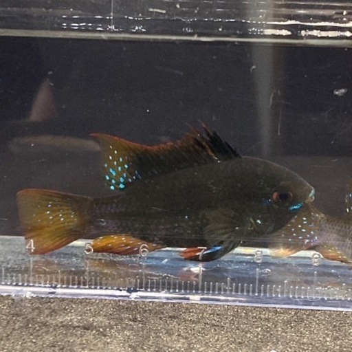 熱帯魚大量入荷