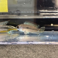 熱帯魚大量入荷の画像