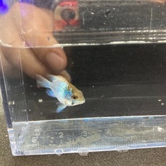 熱帯魚大量入荷の画像