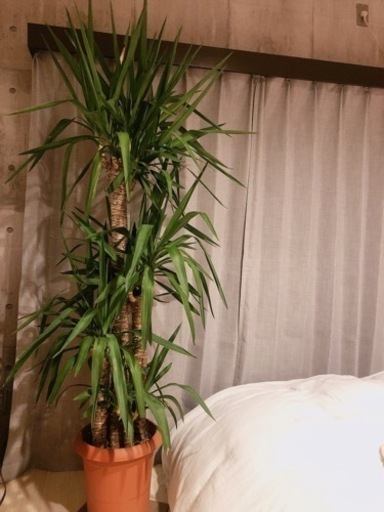 【観葉植物】ユッカ 約190cm  ◎2025年5月現在取引可能です◎