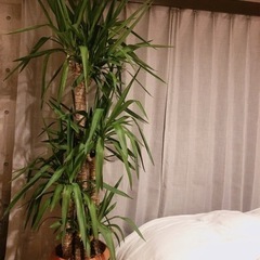  【観葉植物】ユッカ 約190cm  ◎6月現在取引可能です◎