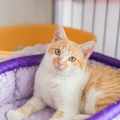 路上生活から転身希望の美猫です♪（生後6ケ月）