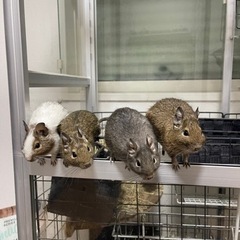 デグー♂