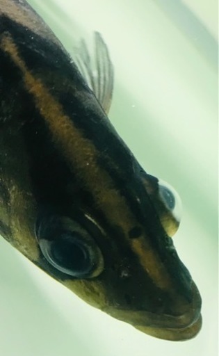 【SOLDOUT】【体型良好】人工餌爆食☆ダトニオプラスワン☆腹巻バンド☆黒墨バンド☆20㎝±【スマトラ産】