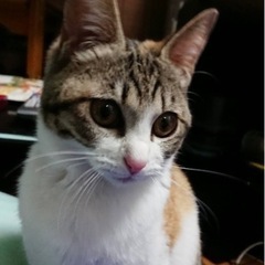 生後６ヶ月くらいの淡い三毛猫女の子