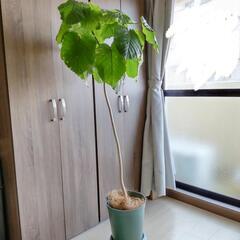  ウンベラータ 観葉植物