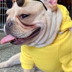 【未使用品】犬･猫用アクセサリーの画像