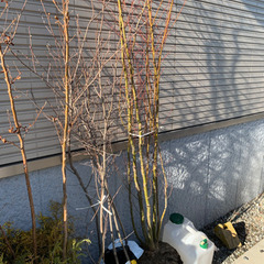 ヤマモミジ、ジューンベリーの画像