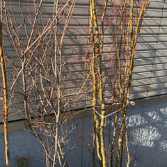 ヤマモミジ、ジューンベリーの画像